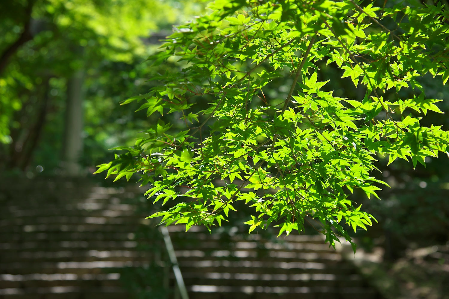 Fresh green maple leaves over the stone steps of a shrine approach