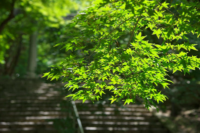 Best Time of Year for a Shinto Wedding in Japan: Seasons, Weather, and What It Feels Like in Kimono