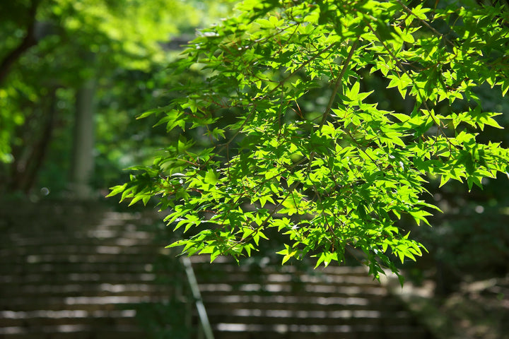 Fresh green maple leaves over the stone steps of a shrine approach