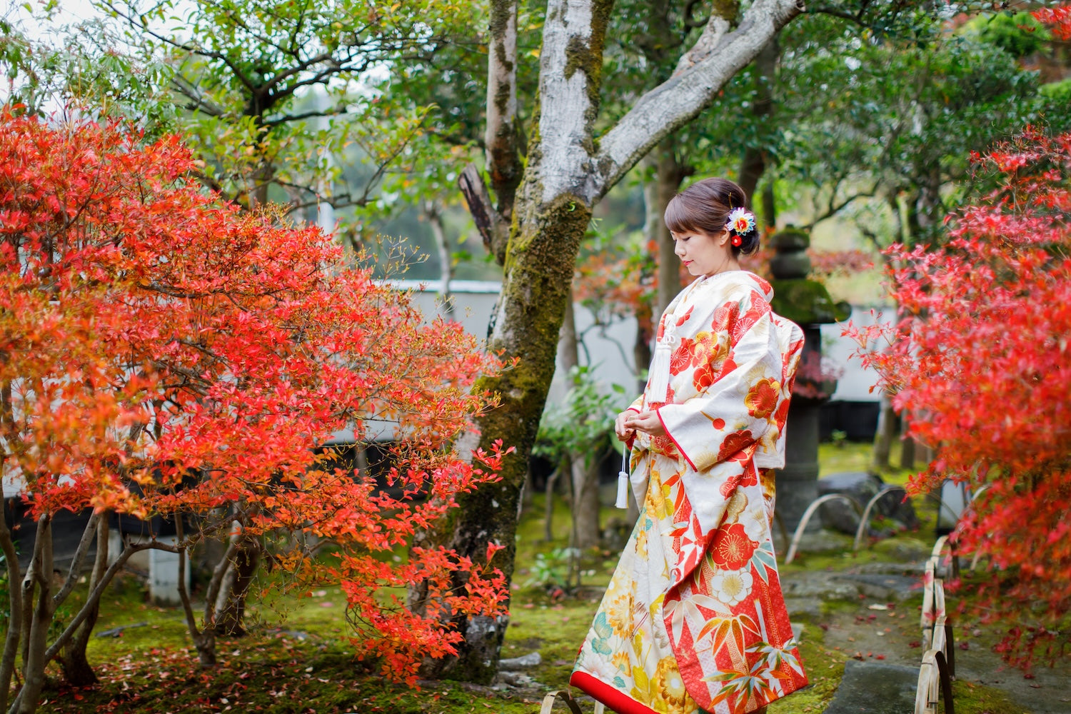 Bride in a red irouchikake standing among brilliant autumn maples