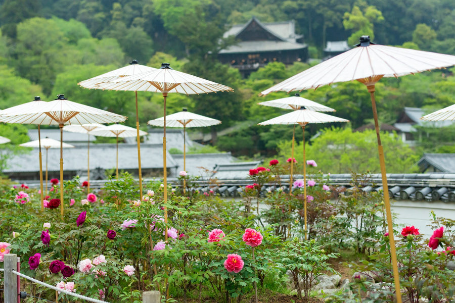 Peonies in bloom at Hasedera, known as the Temple of Flowers